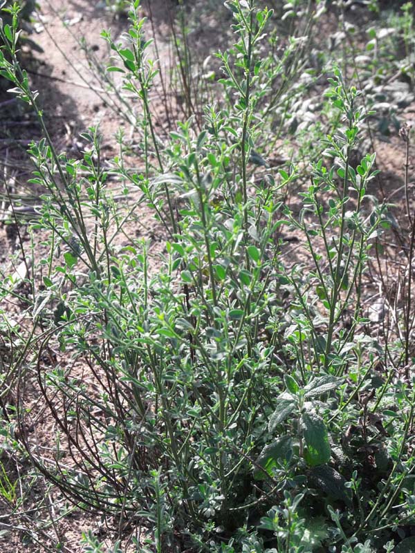 Ginestra pioniera